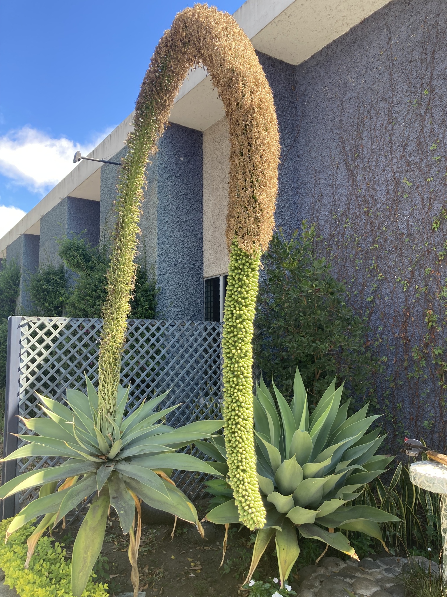 Agave-dragão