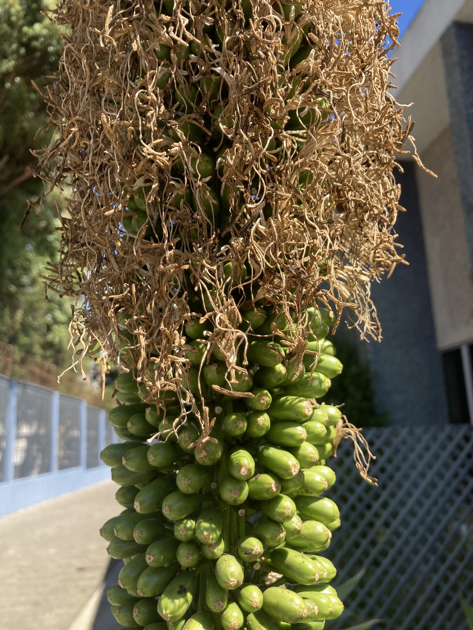 Agave-dragão