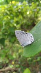 Celastrina lavendularis himilcon
