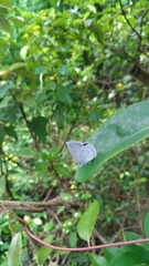 Celastrina lavendularis himilcon