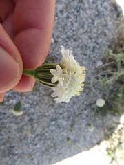 Chaenactis fremontii