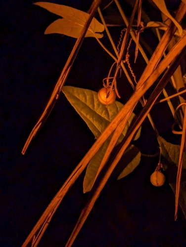 Image of Passiflora rubra by (c) Tom and T Herman, some rights reserved (CC BY)