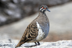 Geophaps scripta