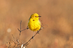 Epthianura crocea