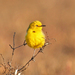 Yellow Chat - Photo (c) Ray Turnbull, some rights reserved (CC BY-NC), uploaded by Ray Turnbull