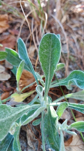 Image of Chrysopsis floridana by (c) Athena Philips, some rights reserved (CC BY)