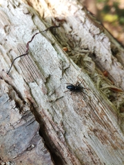 Trachyzelotes pedestris