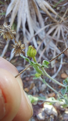 Image of Chrysopsis floridana by (c) Athena Philips, some rights reserved (CC BY)