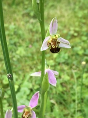 Ophrys apifera