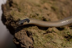 Aparallactus capensis capensis