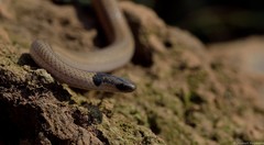 Aparallactus capensis capensis