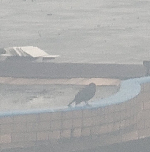 Chinese Blackbird