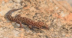 Pachydactylus affinis