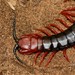 Centipedes - Photo (c) Joubert Heymans, some rights reserved (CC BY-NC)