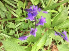 Hyacinthoides non-scripta