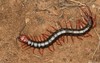 Redleg Centipede - Photo (c) Joubert Heymans, some rights reserved (CC BY-NC-ND), uploaded by Joubert Heymans
