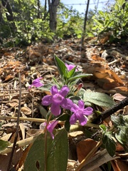 Ruellia inundata image