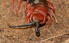 Cormocephalus nitidus