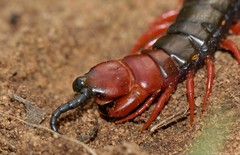 Cormocephalus nitidus