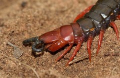 Cormocephalus nitidus