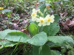 Primula × digenea