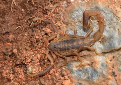 Uroplectes triangulifer