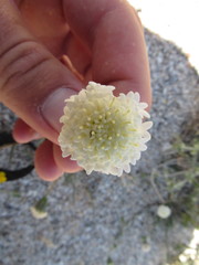 Chaenactis fremontii