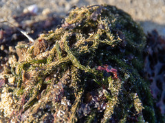 Caulerpa brownii