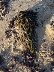 Caulerpa brownii
