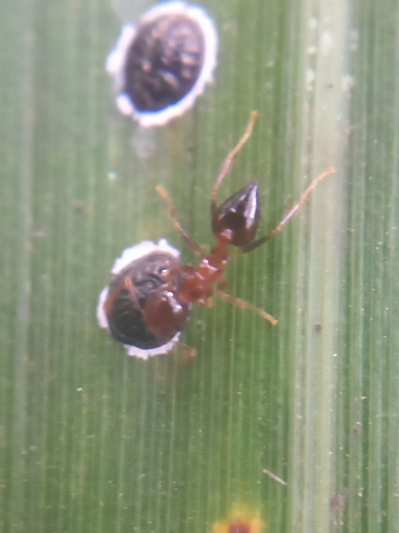 Crematogaster wroughtonii