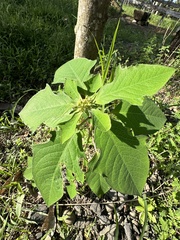 Euphorbia heterophylla image