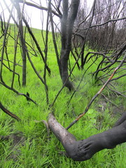Alatosperma