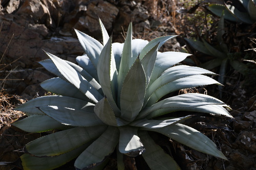 Agave albescens