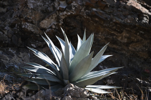 Agave albescens