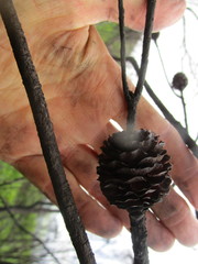 Alatosperma