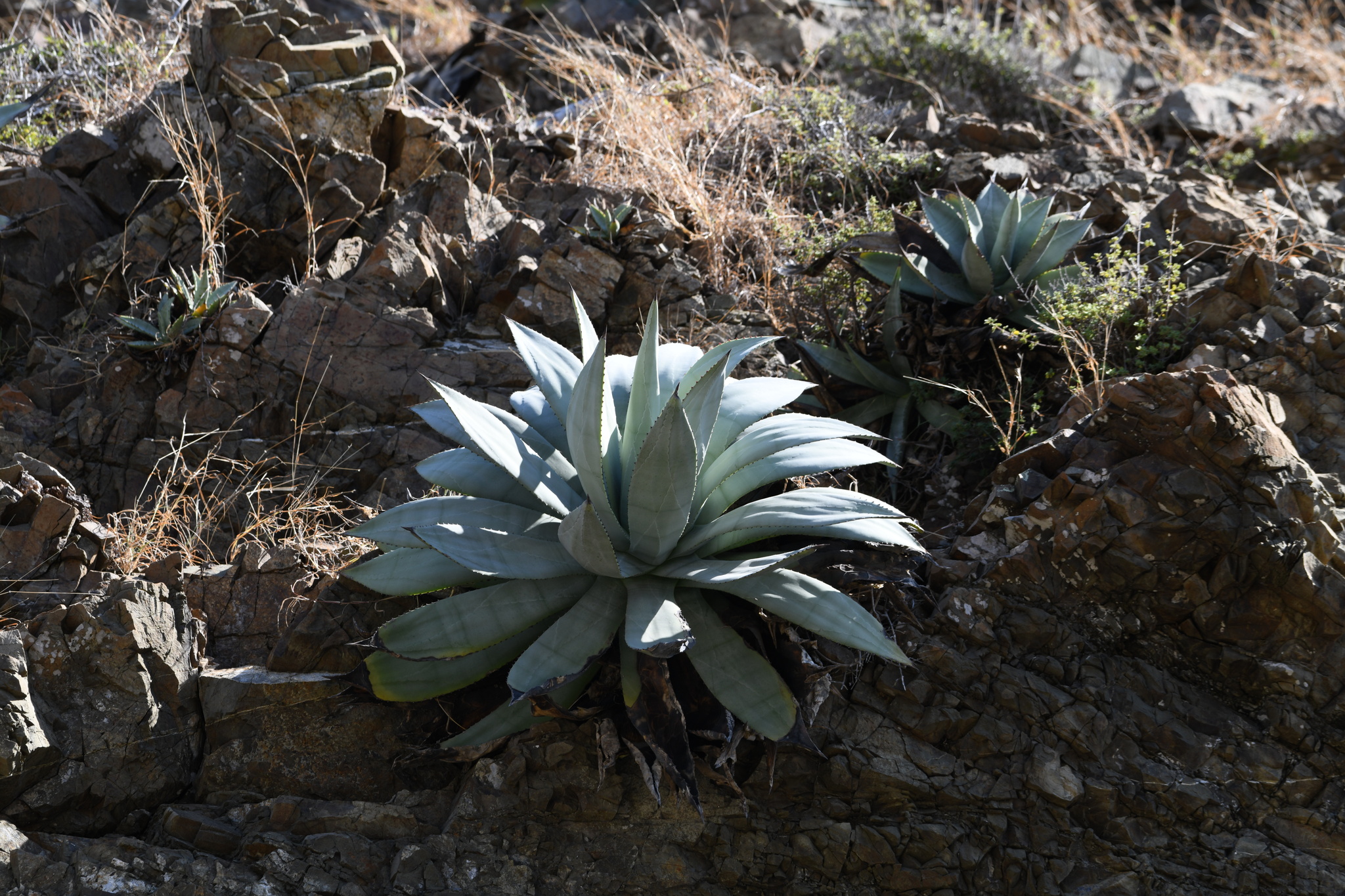 Agave albescens (Guantanamo Bay Agave)
