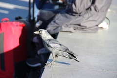 Corvus monedula