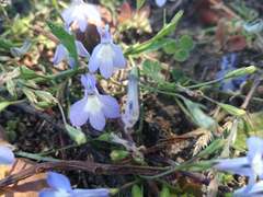Lobelia erinus
