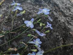 Lobelia erinus