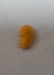 Marchalina hellenica