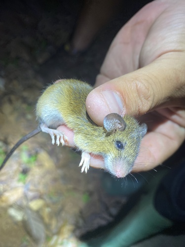 Delicate Red-nosed Tree Mouse (Juliomys ossitenuis) — Data Deficient Mammalia