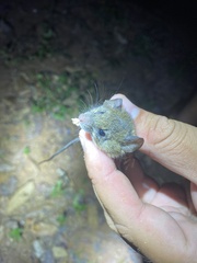 Delicate Red-Nosed Tree Mouse photo 2