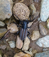 Dorcadion fuliginator