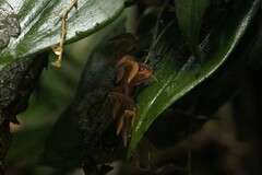 Pleurothallis rowleei image