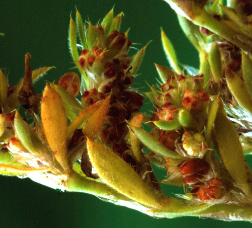Paronychia brasiliana