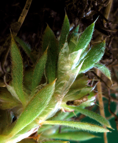 Paronychia brasiliana