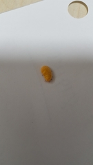 Marchalina hellenica