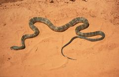 Palusophis bifossatus