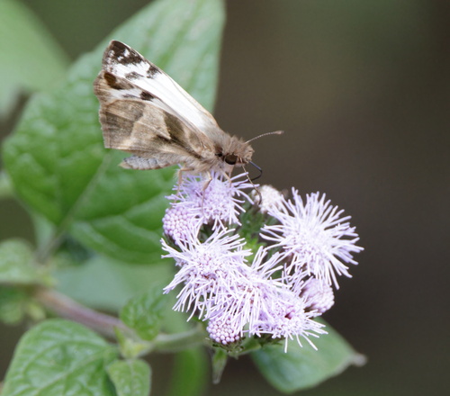 Laviana White-Skipper photo 6