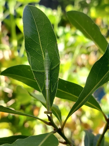 Parastagmatoptera unipunctata